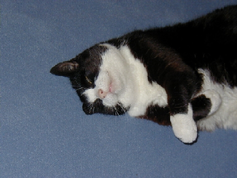 Micki